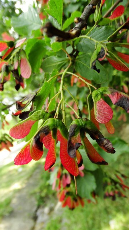 Клен татарский (Acer tataricum ginnala