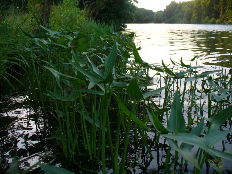 Стрелолист японский "Flore pleno"