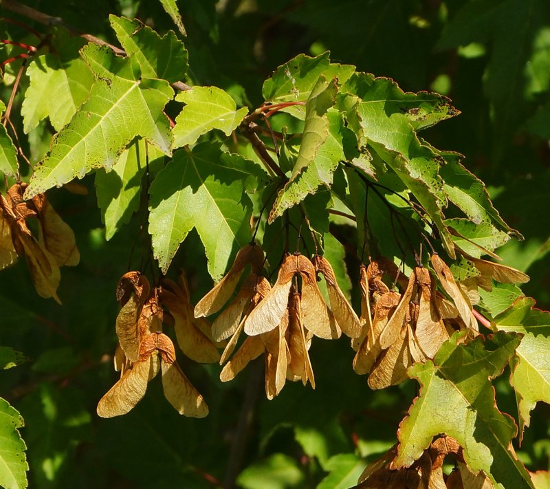 Клён Приречный, Гиннала (Acer ginnala)