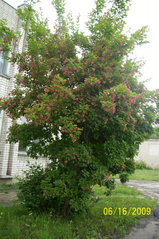 Клен татарский Acer tataricum l.