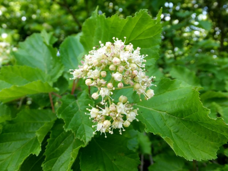Клен татарский Acer tataricum l.