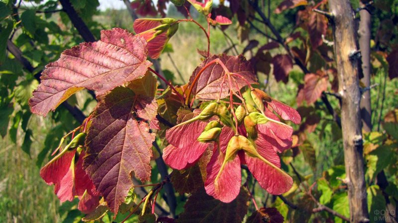 Клен татарский, черноклен (Acer tataricum)