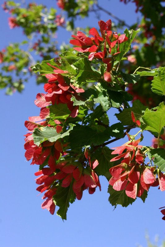 Клен татарский, черноклен (Acer tataricum)