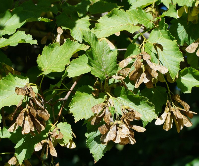 Клен татарский Гиннала Acer tataricum ginnala