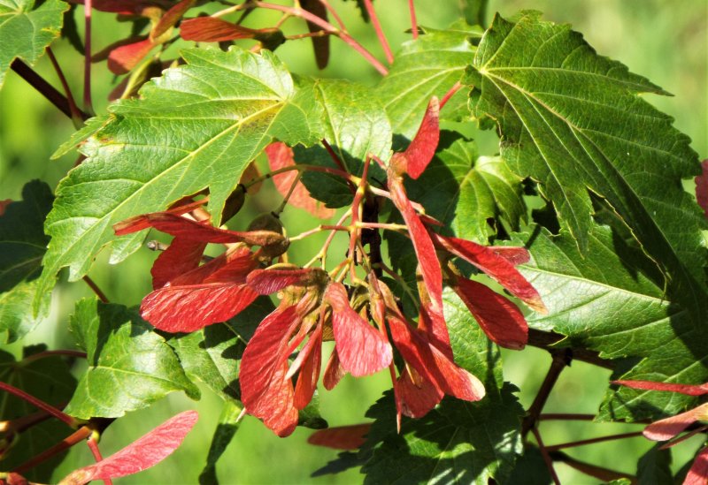 Клен татарский, черноклен (Acer tataricum)