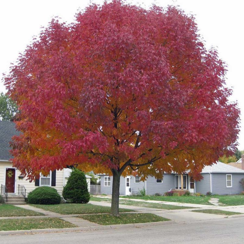 Клен татарский Acer tataricum