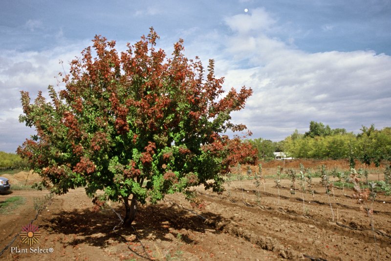 Клен татарский Acer tataricum дерево