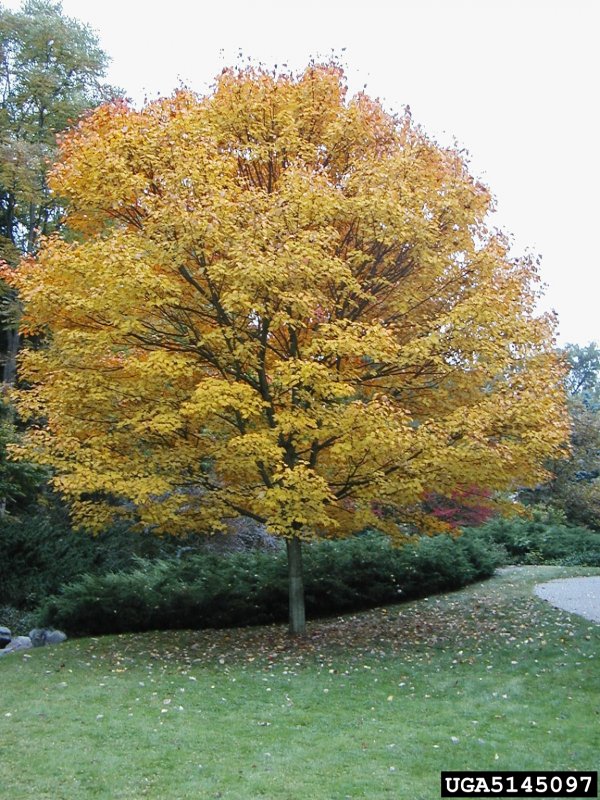 Клен татарский Acer tataricum