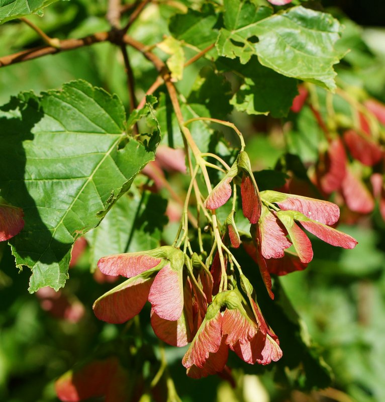 Смородина золотистая (ribes Aureum) кустарник