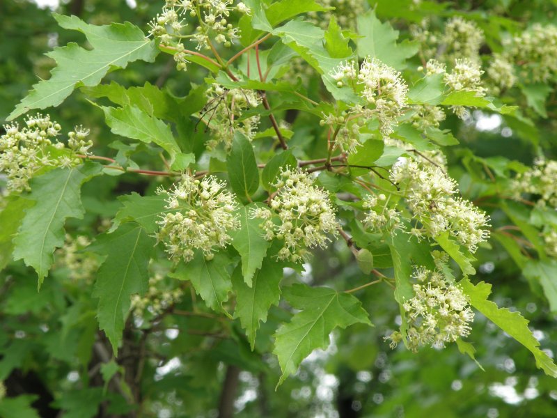 Клён Приречный, Гиннала (Acer ginnala)