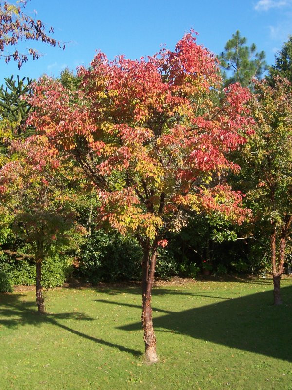 Клен татарский, черноклен (Acer tataricum)