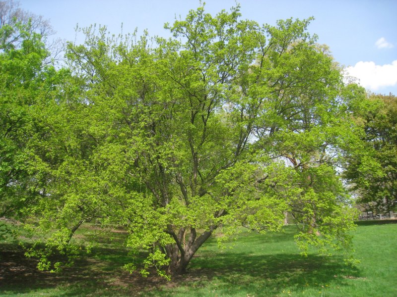 Acer tataricum 'hot Wings'
