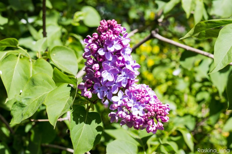 Сирень обыкновенная Syringa vulgaris Znamya Lenina