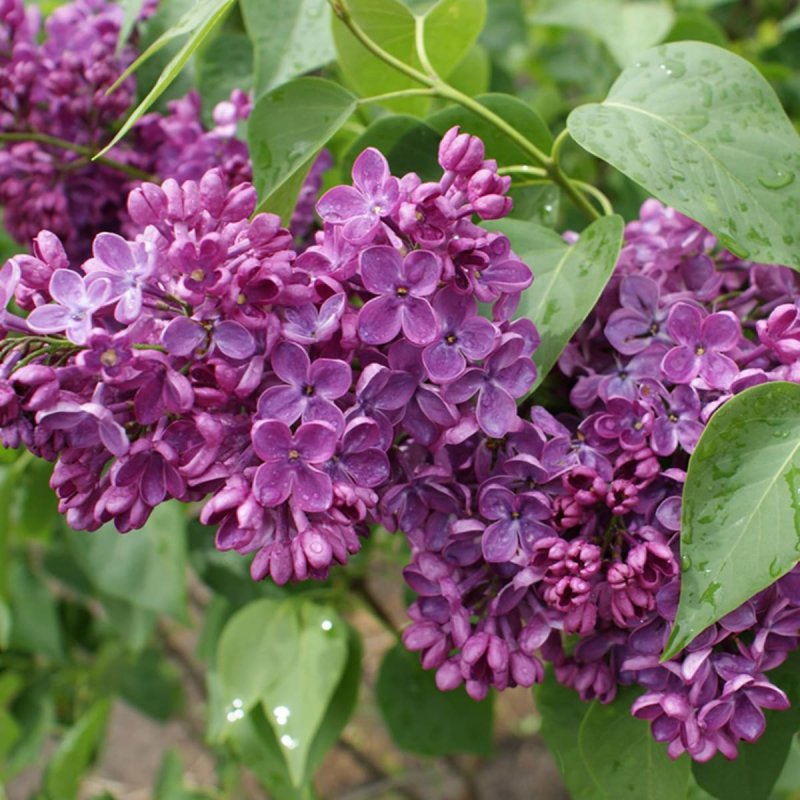 Сирень Знамя Ленина
