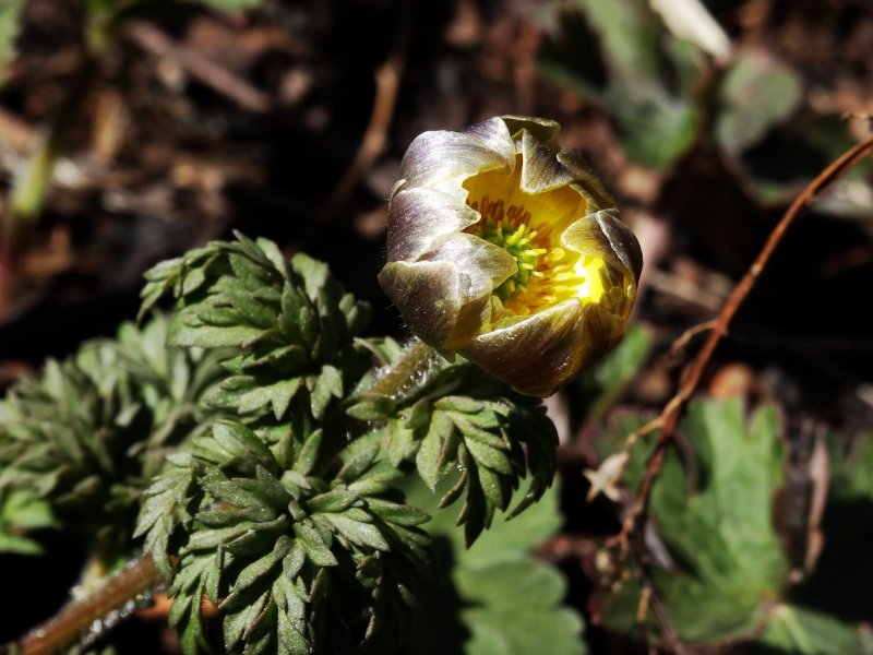 Adonis amurensis