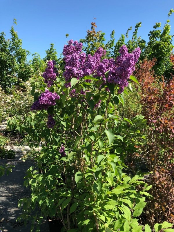 Syringa vulgaris capitaine Baltet