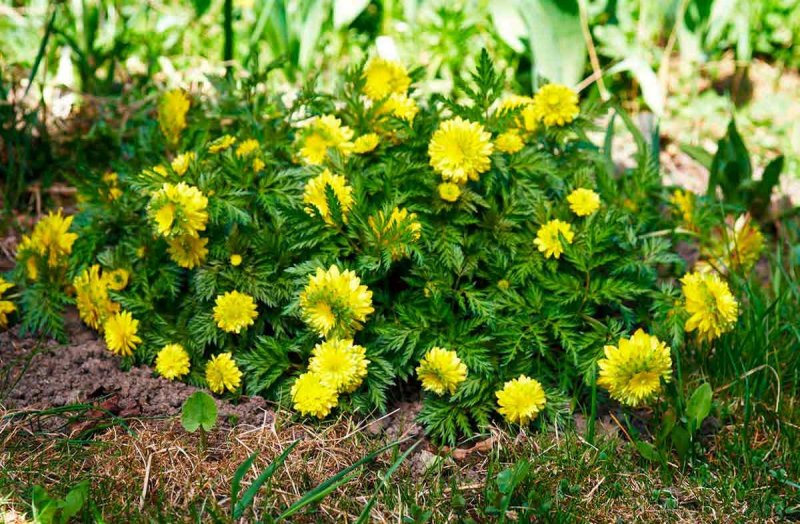 Адонис Амурский Pleniflora