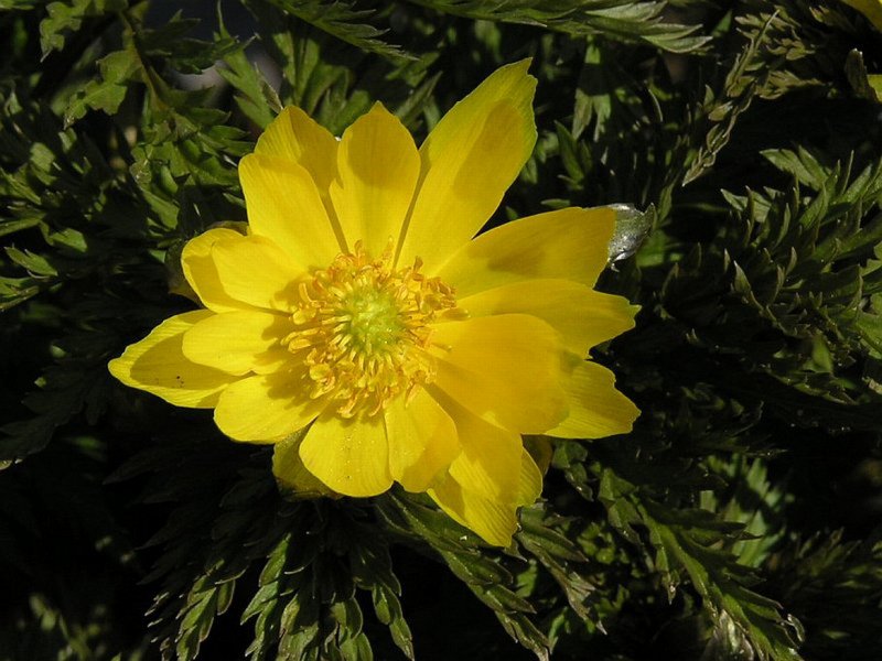 Адонис Амурский (Adonis amurensis)