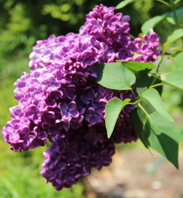 Сирень обыкновенная (Syringa vulgaris)