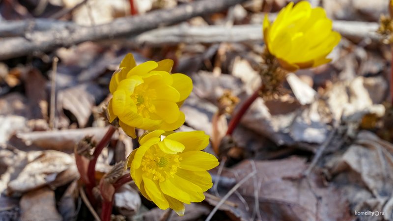 Фото природа Хабаровский край адонис