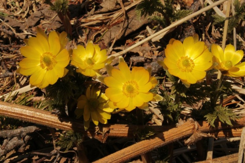 Адонис Амурский (Adonis amurensis)