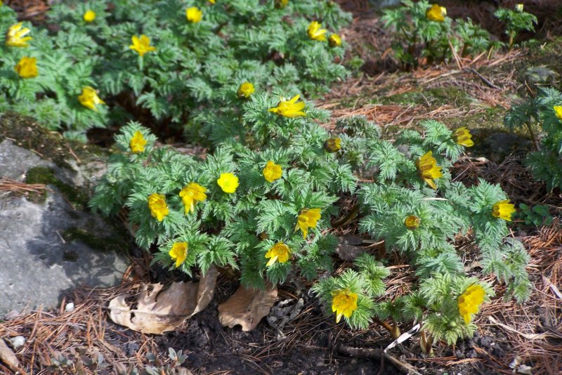 Адонис Амурский Pleniflora