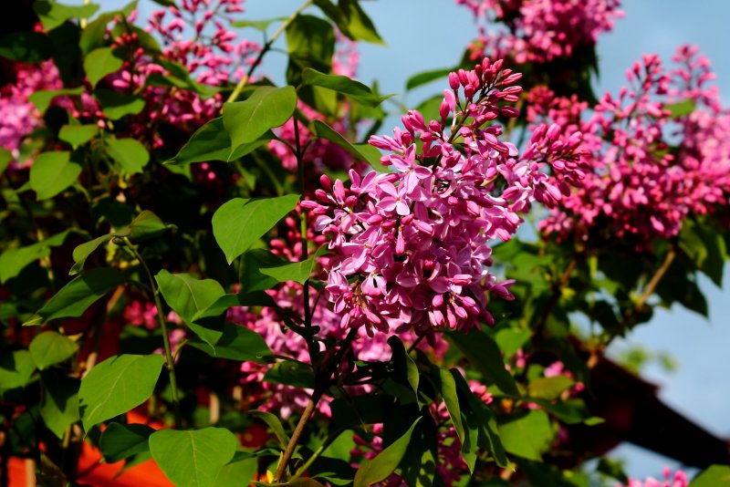 Сирень Syringa vulgaris Sarah
