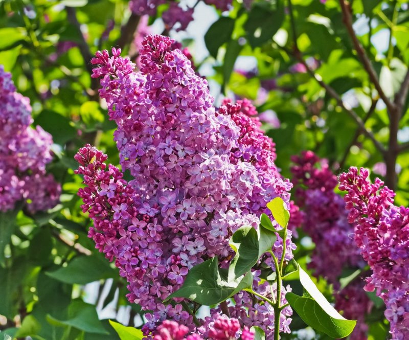 Syringa vulgaris Lilac