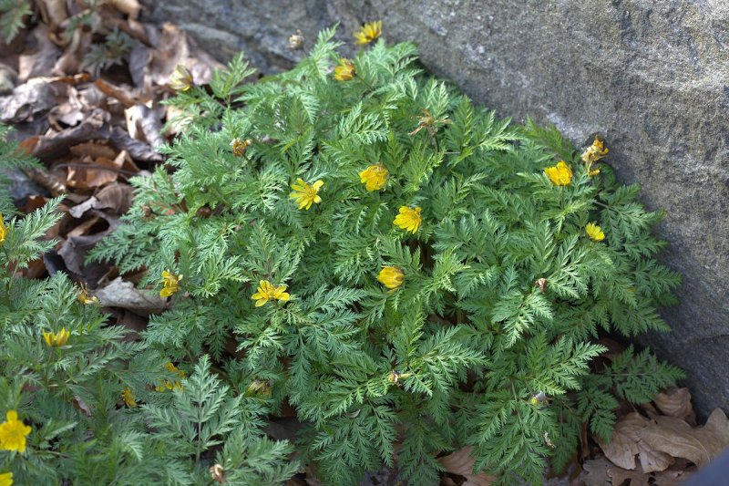 Adonis amurensis Hanazono