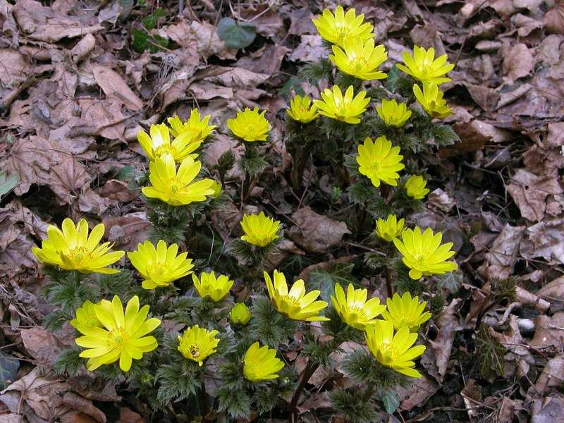 Адонис Амурский (Adonis amurensis)