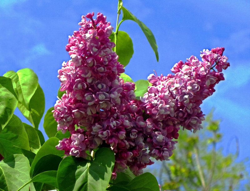 Сирень Знамя коммунизма