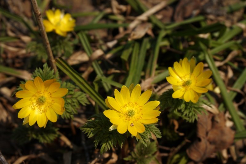 Адонис весенний или горицвет весенний (Adonis vernalis l