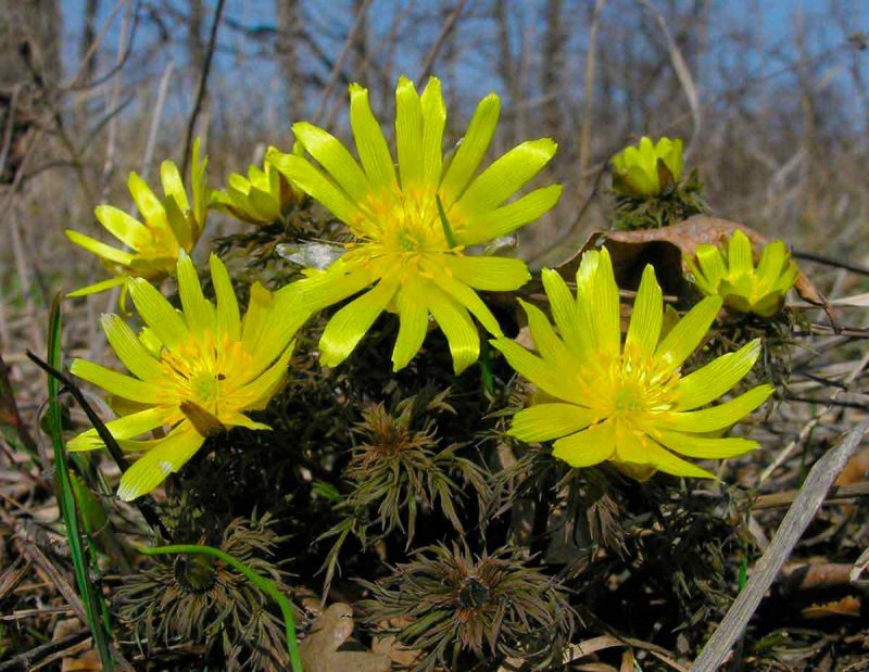 Горицвет весенний (Adonis vernalis)