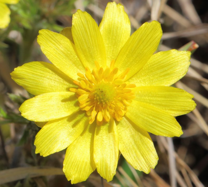 Горицвет Волжский (Adonis Wolgensis)