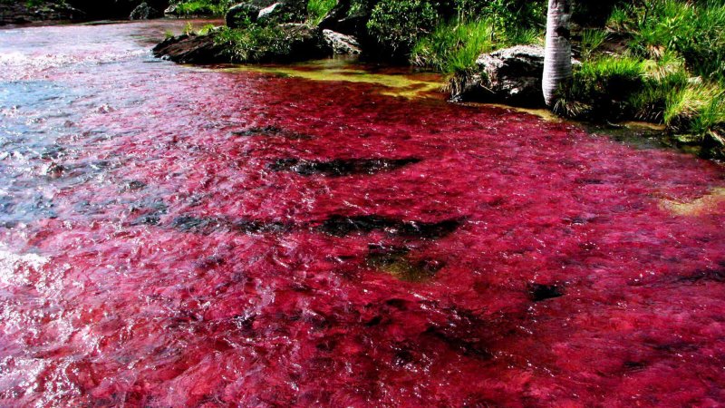 Красные водоросли в озере