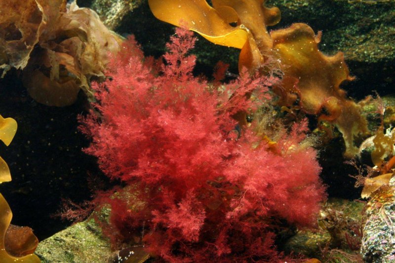 Красные водоросли (Rhodophyta)