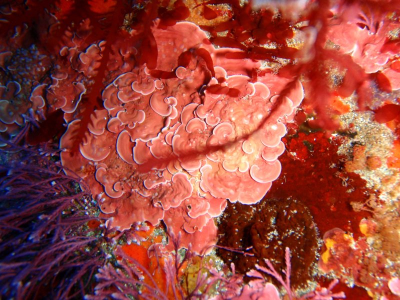 Багрянки водоросли