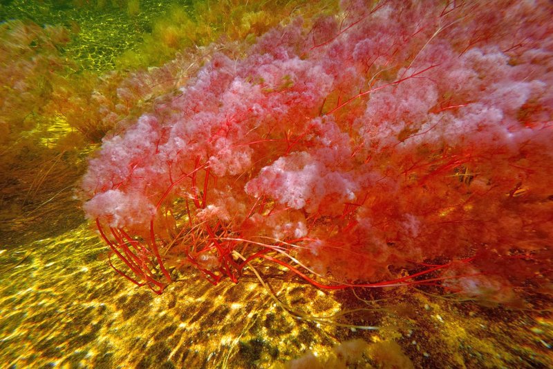 Macarenia Clavijera
