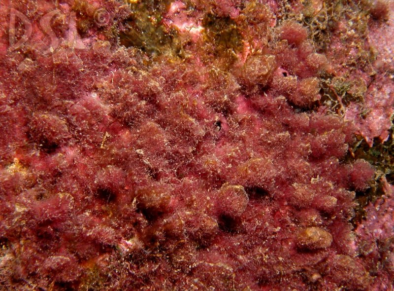 Asparagopsis taxiformis