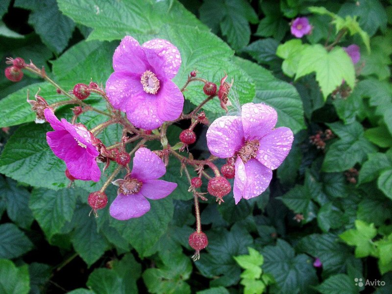 Малина душистая (Rubus odoratus l.)