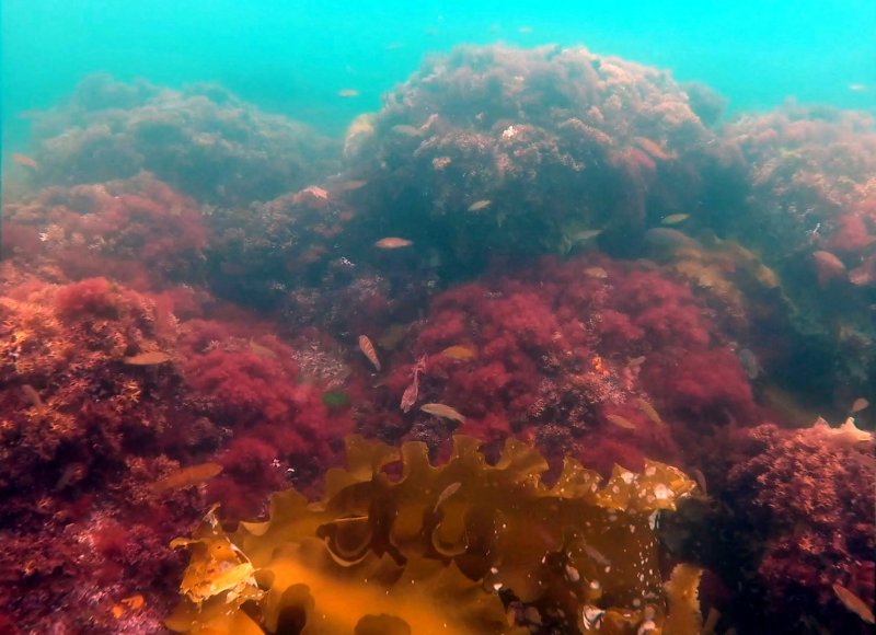 Красные и бурые водоросли морей