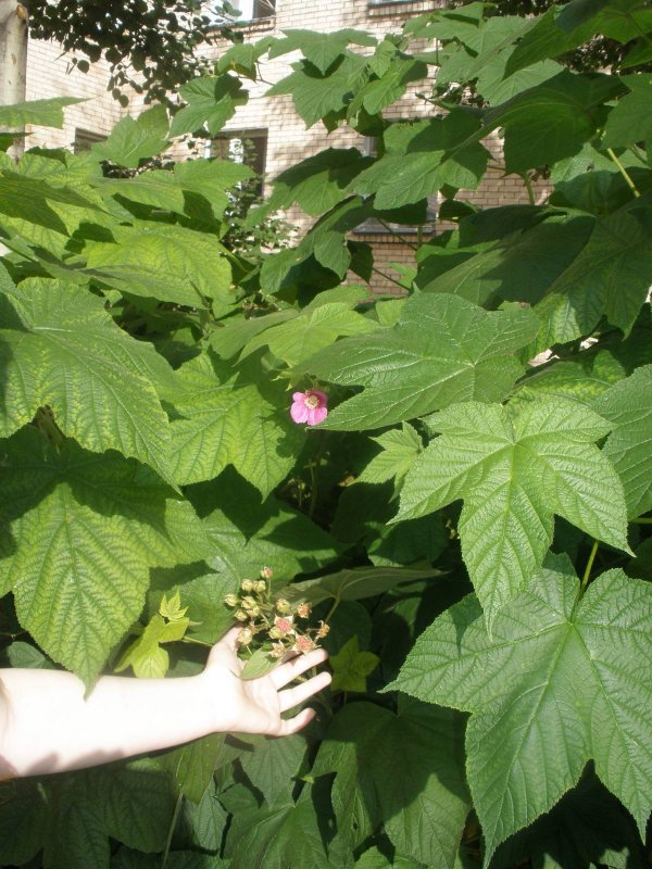 Gerini Romance Rubus