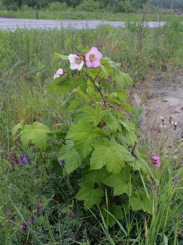 Rubus deliciosus