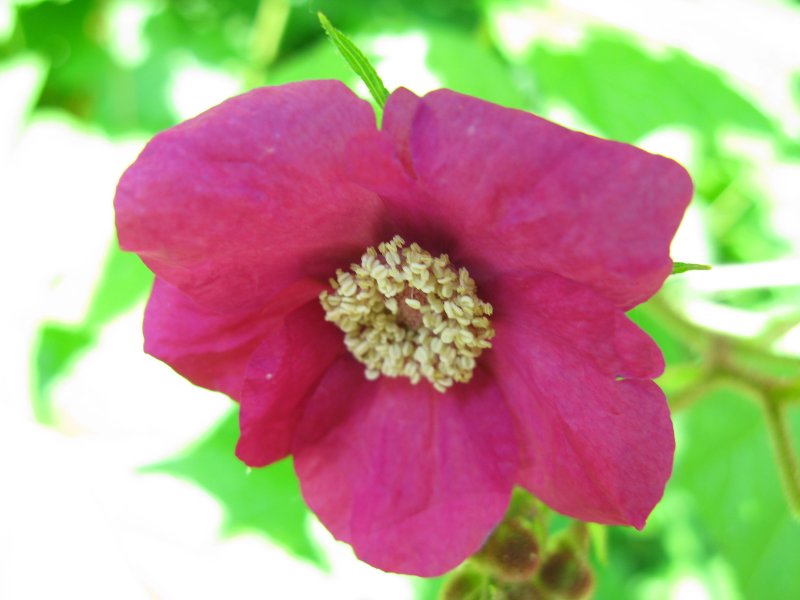 Клен малина душистая Rubus odoratus