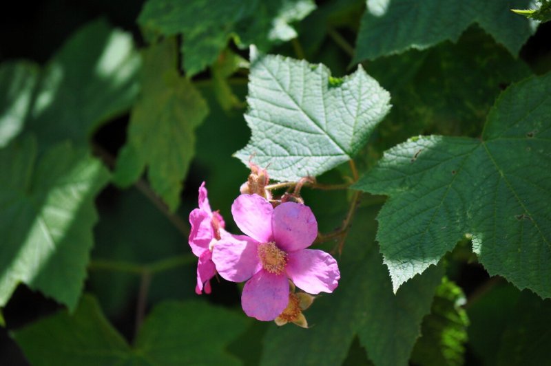 Rubus odoratus