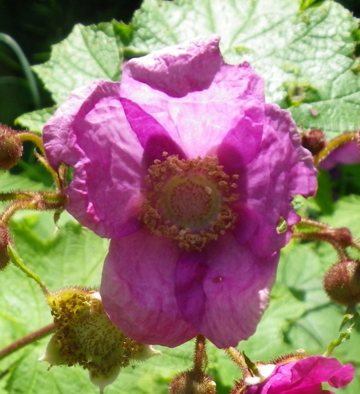 Rubus odoratus