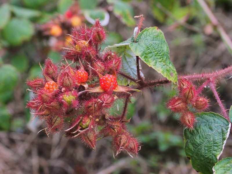 Thimbleberry перевод
