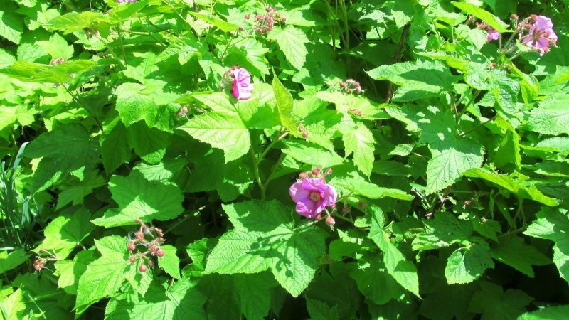 Rubus Sanctus