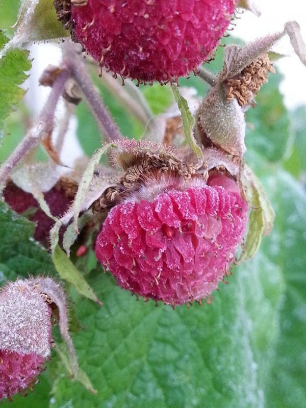 Малина душистая Rubus odoratus