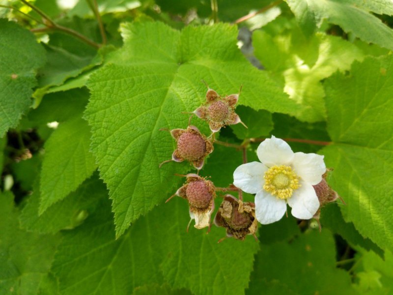 Rubus odoratus